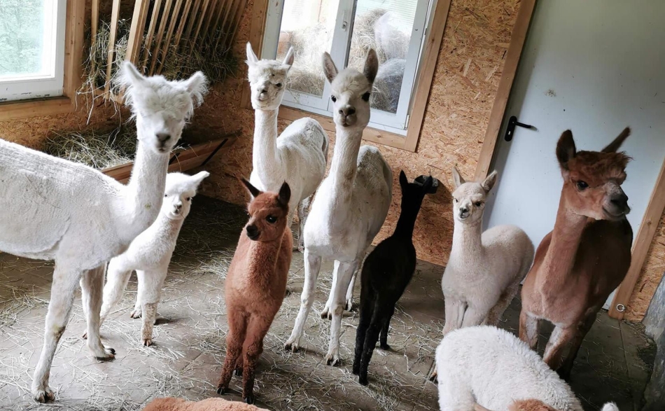 alpakas-rabenwald-alpakahof