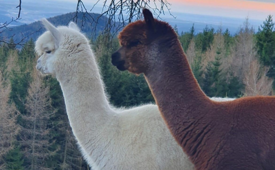 alpakas-rabenwald-alpakahof