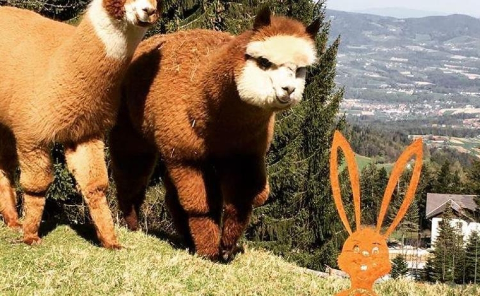 rabenwald-alpakas